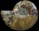 Cut Ammonite Fossil (Half) - Agatized #69043-1